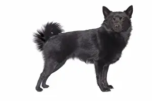 Dog - Schipperke in studio