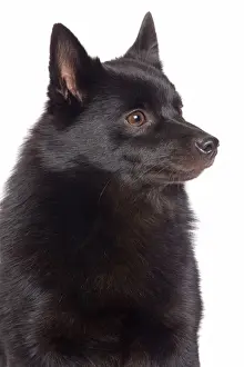 Dog - Schipperke in studio