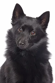 Dog - Schipperke in studio