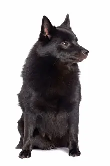 Dog - Schipperke in studio