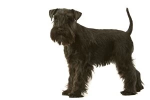 Images Dated 12th March 2006: Dog - Schnauzer
