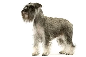 Images Dated 13th March 2006: Dog - Schnauzer