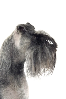 Images Dated 13th March 2006: Dog - Schnauzer