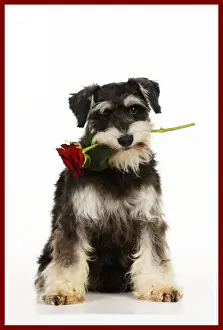 Valentine Prints: DOG. Schnauzer holding rose added border colour
