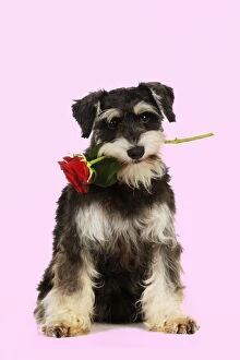 Images Dated 5th August 2010: DOG. Schnauzer holding rose Digital Manipulation: background white to pink