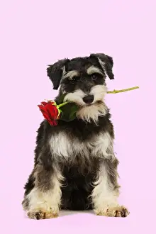 DOG. Schnauzer holding rose Digital Manipulation: background white to pink