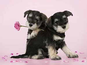 DOG - Schnauzer puppies (6 weeks) sitting together one holdi