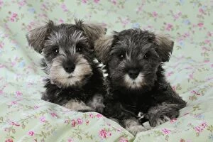 Images Dated 13th September 2009: DOG. Schnauzer puppies laying on cloth