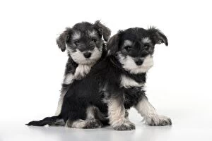 DOG - Schnauzer puppies sitting together (6 weeks)