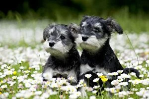 DOG - Schnauzer puppies sitting amongst daisies (6 weeks)