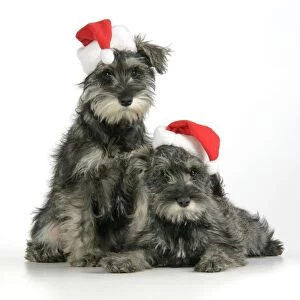 DOG. Schnauzer puppies wearing Christmas hats