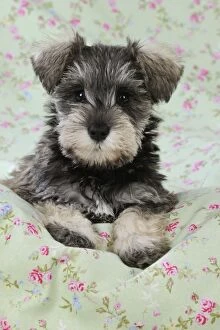 Images Dated 13th September 2009: DOG. Schnauzer puppy laying on cloth