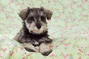 Images Dated 13th September 2009: DOG. Schnauzer puppy laying on cloth