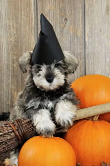 Schnauzers Collection: DOG. Schnauzer puppy looking over broom wearing witches hat