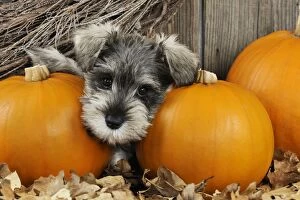 Images Dated 13th September 2009: DOG. Schnauzer puppy looking through gap in pumpkins