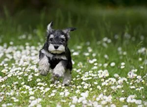 DOG - Schnauzer puppy running through daisies (6 weeks)