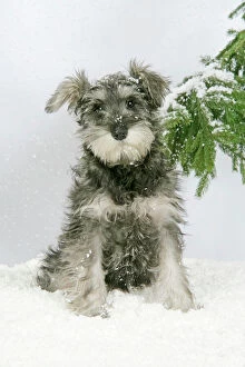 Schnauzers Collection: DOG. Schnauzer puppy in snow