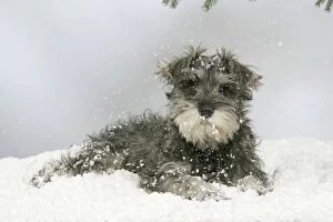 Images Dated 6th January 2008: DOG. Schnauzer puppy in snow