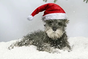 DOG. Schnauzer puppy in snow wearing Christmas hat
