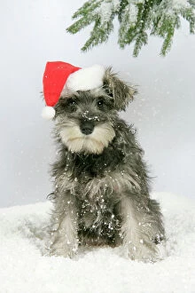 Clothes Collection: DOG. Schnauzer puppy in snow wearing hat