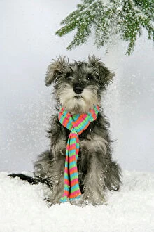 Christmas Collection: DOG. Schnauzer puppy in snow wearing scarf