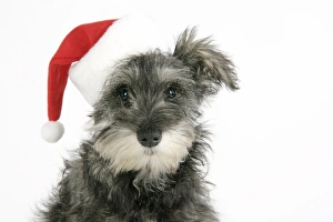 Images Dated 5th January 2008: DOG. Schnauzer puppy wearing a Christmas hat
