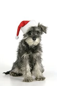 Images Dated 5th January 2008: DOG. Schnauzer puppy wearing a Christmas hat