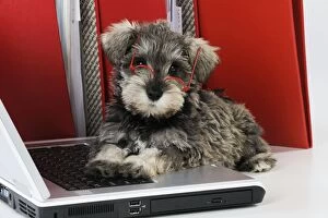 Images Dated 13th September 2009: DOG. Schnauzer puppy wearing glasses on computer