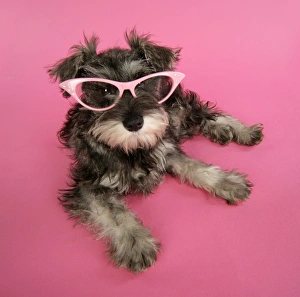 Images Dated 5th January 2008: DOG. Schnauzer puppy wearing pink glasses