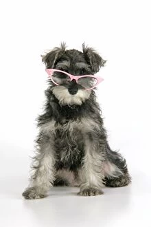 Images Dated 5th January 2008: DOG. Schnauzer puppy wearing pink glasses