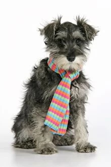 DOG. Schnauzer puppy wearing a scarf