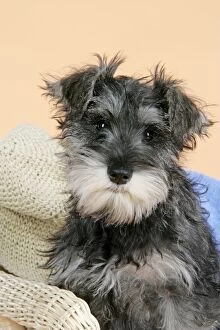 Images Dated 6th January 2008: DOG. Schnauzer puppy in wicker chair