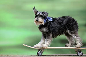 Images Dated 5th August 2010: DOG. Schnauzer on skateboard