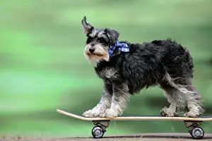 Agility Prints: DOG. Schnauzer on skateboard