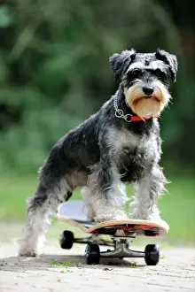 DOG. Schnauzer on skateboard