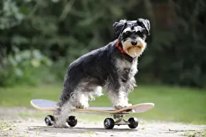DOG. Schnauzer on skateboard