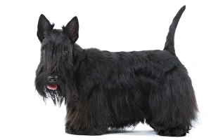 Dog - Scottish / Aberdeen Terrier
