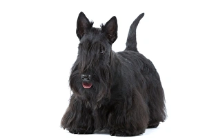 Dog - Scottish / Aberdeen Terrier
