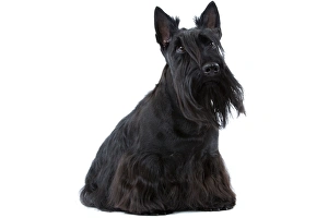 Dog - Scottish / Aberdeen Terrier