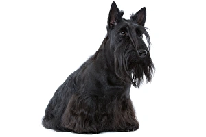 Dog - Scottish / Aberdeen Terrier