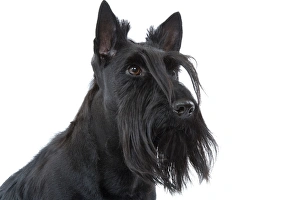 Dog - Scottish / Aberdeen Terrier