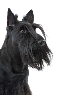 Dog - Scottish / Aberdeen Terrier