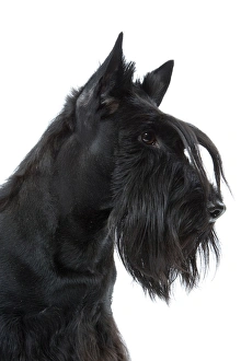 Dog - Scottish / Aberdeen Terrier