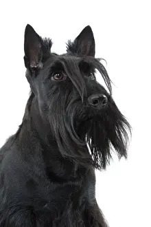 Dog - Scottish / Aberdeen Terrier