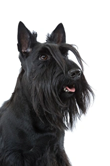Dog - Scottish / Aberdeen Terrier