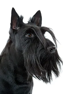 Dog - Scottish / Aberdeen Terrier
