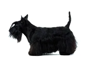 Dog - Scottish / Aberdeen Terrier