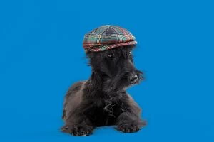 Dog - Scottish / Aberdeen Terrier wearing tartan