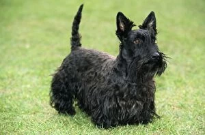 DOG - Scottish Terrier, standing on the grass