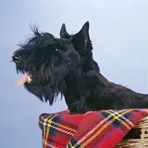 DOG - Scottish Terrier - with tongue out